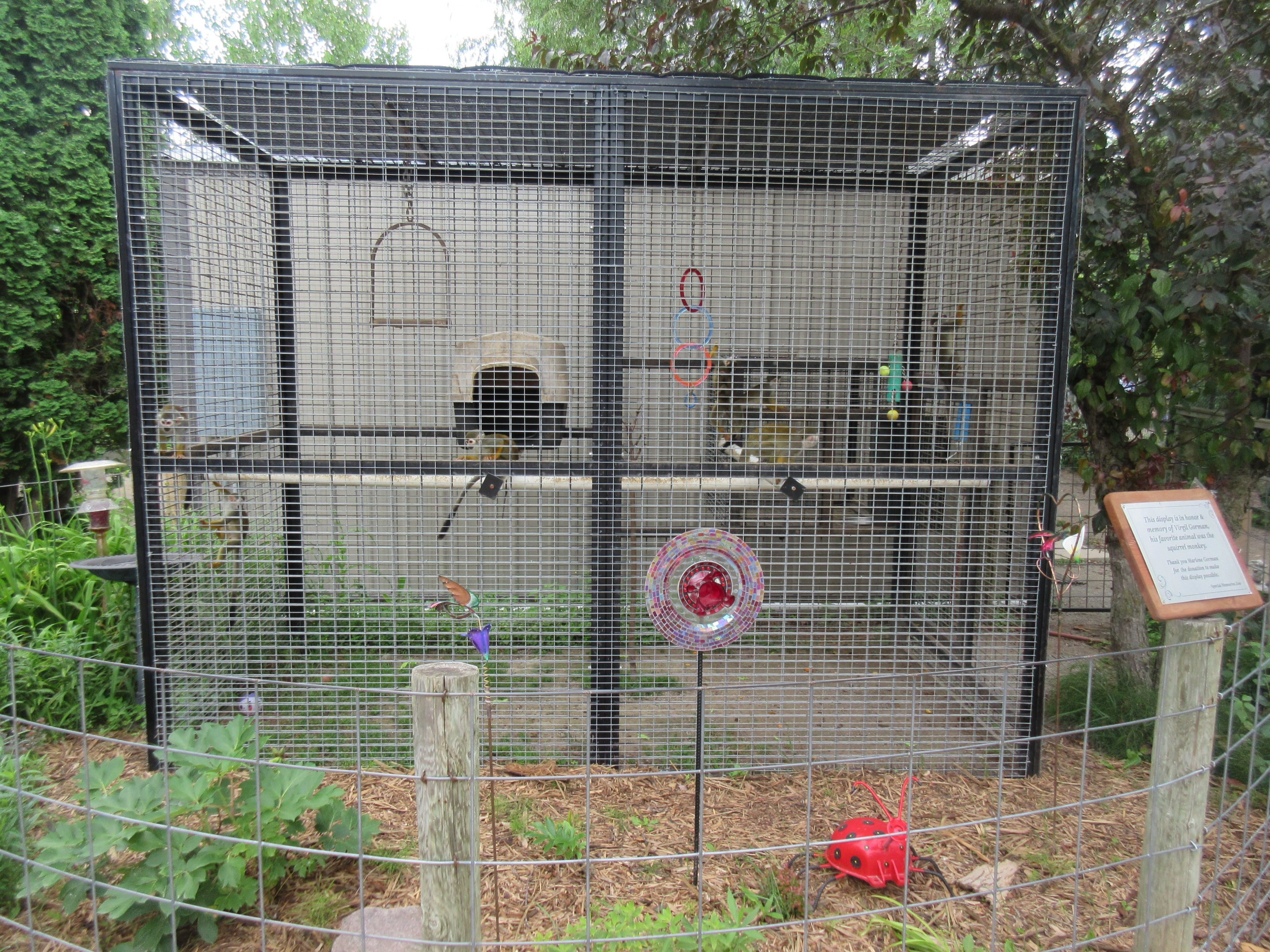 Common Squirrel Monkey Exhibit