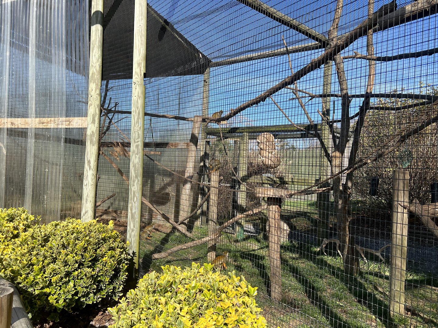 Common Squirrel Monkey Exhibit