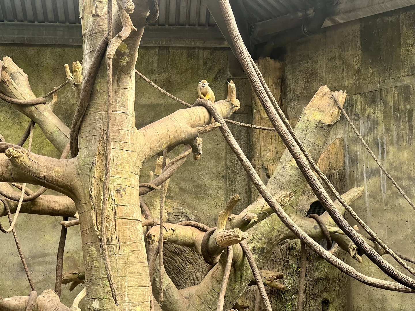 Common Squirrel Monkey Exhibit