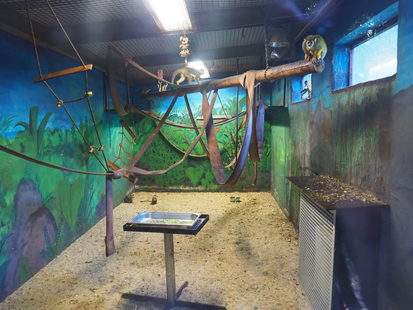 Common squirrel monkey indoor housing, 2019-08-04