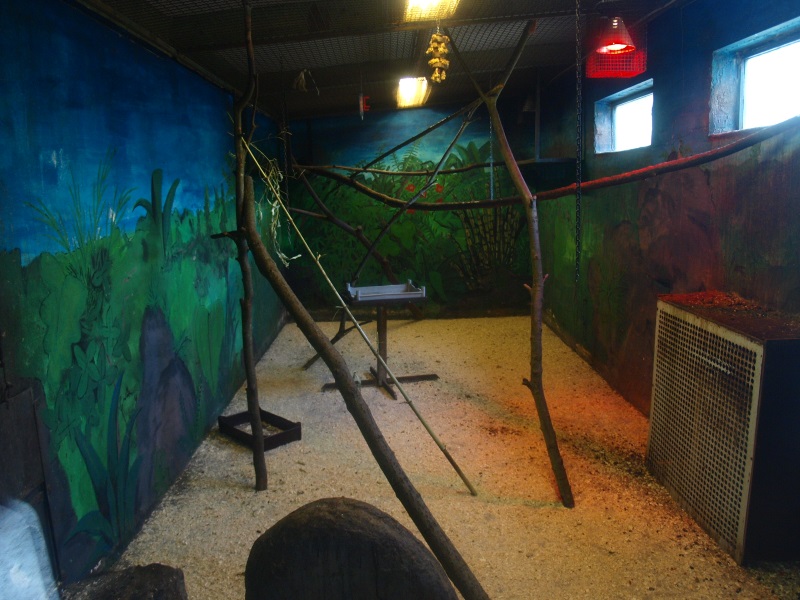 Common squirrel monkey indoor housing (April 19th, 2015)