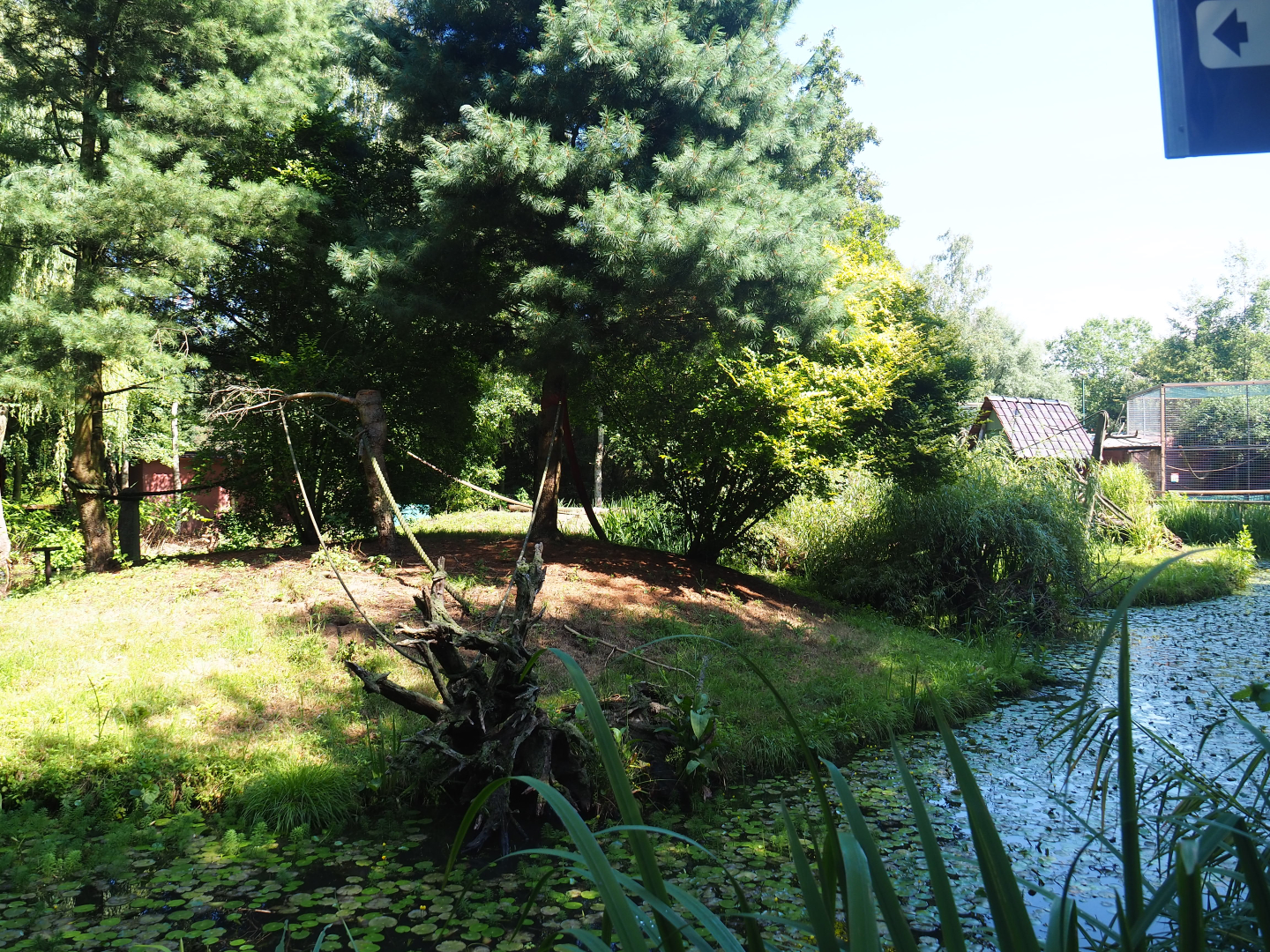 Common squirrel monkey island, 2019-08-04