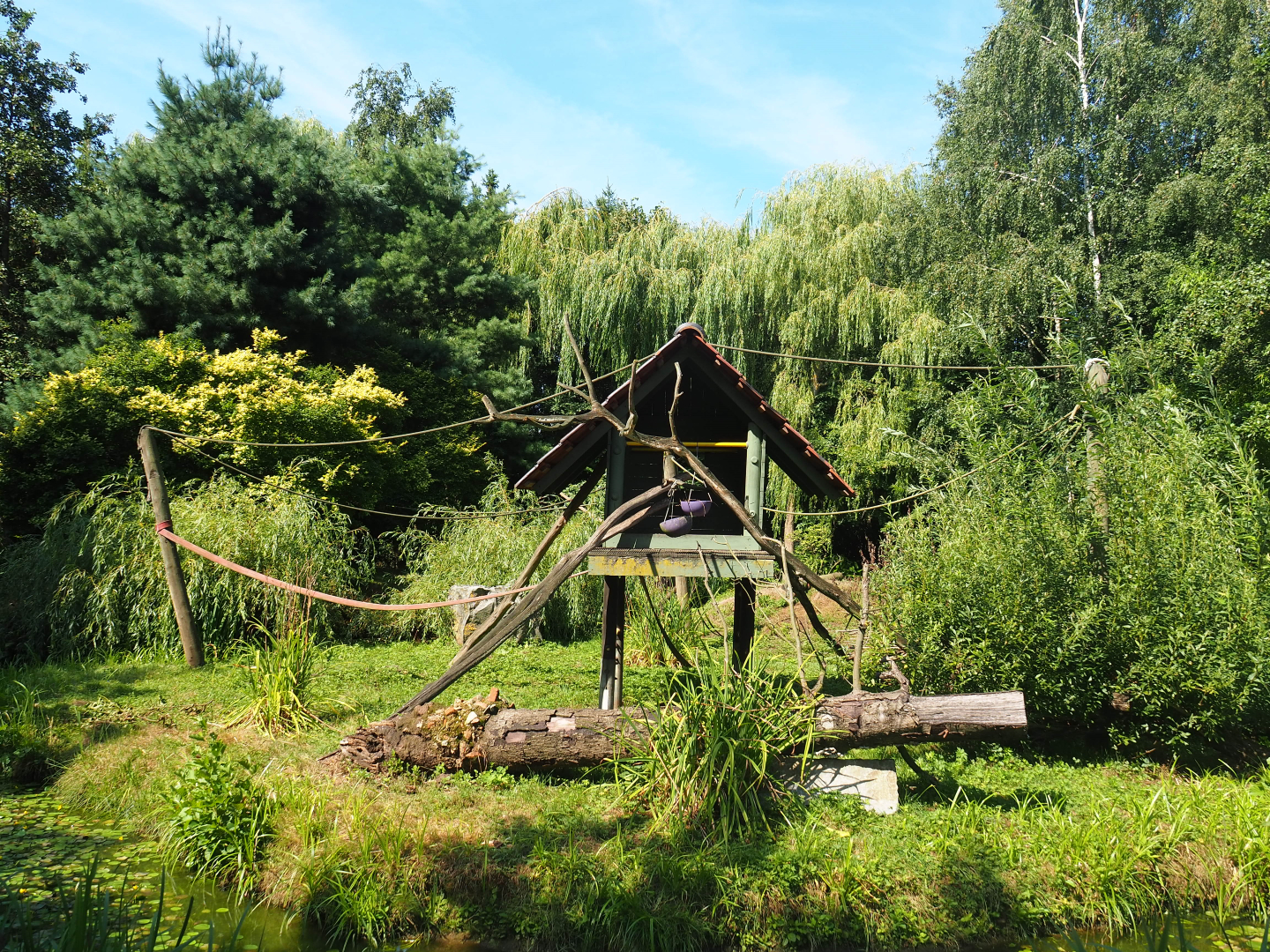 Common squirrel monkey island, 2019-08-04