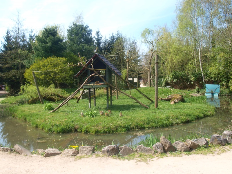 Common squirrel monkey island (April 19th, 2015)