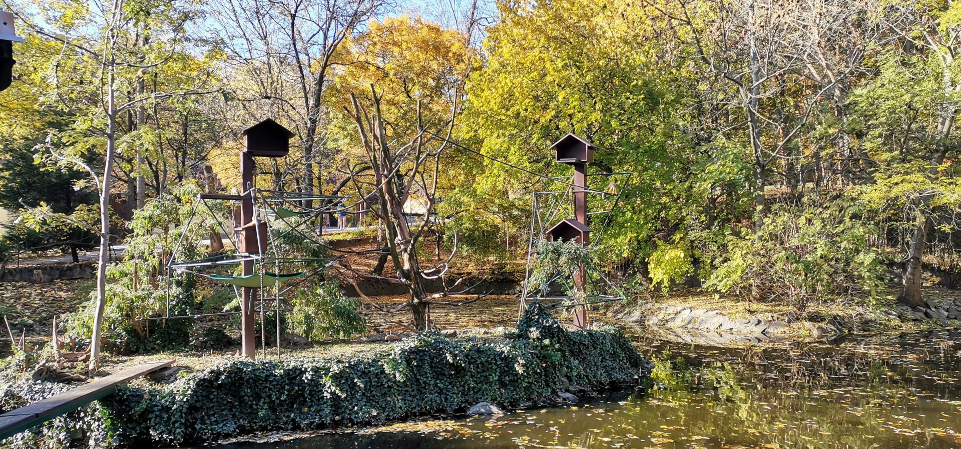 Common Squirrel Monkey Island