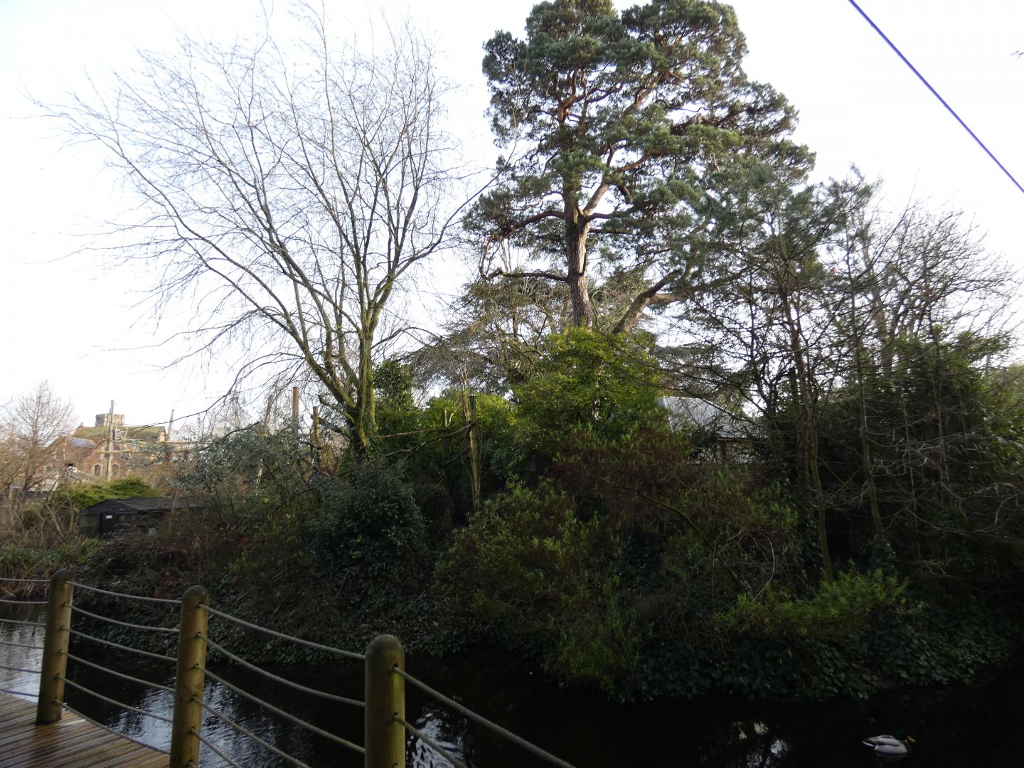 Common squirrel monkey island