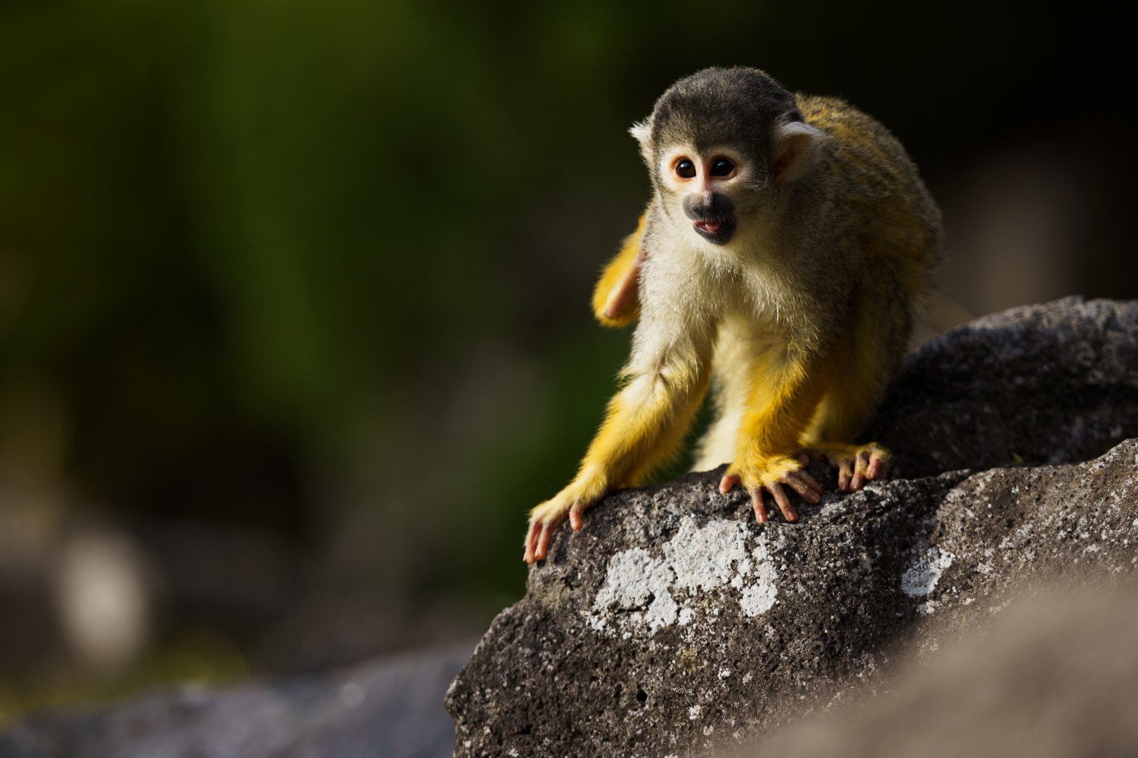 Common Squirrel Monkey - Izu Shaboten Zoo