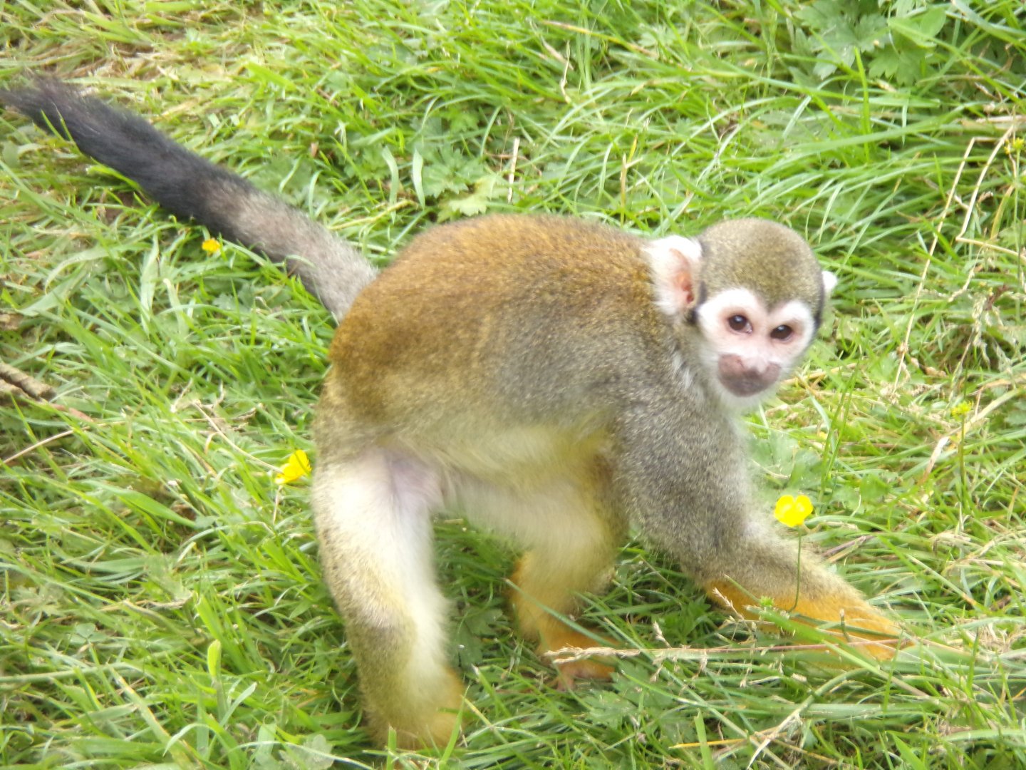 Common Squirrel monkey on the ground 18.7.25