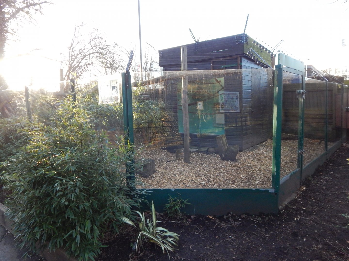 Common squirrel monkey/Patagonian mara enclosure 260124