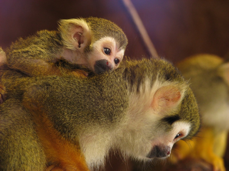 Common Squirrel Monkey @ Prague zoo