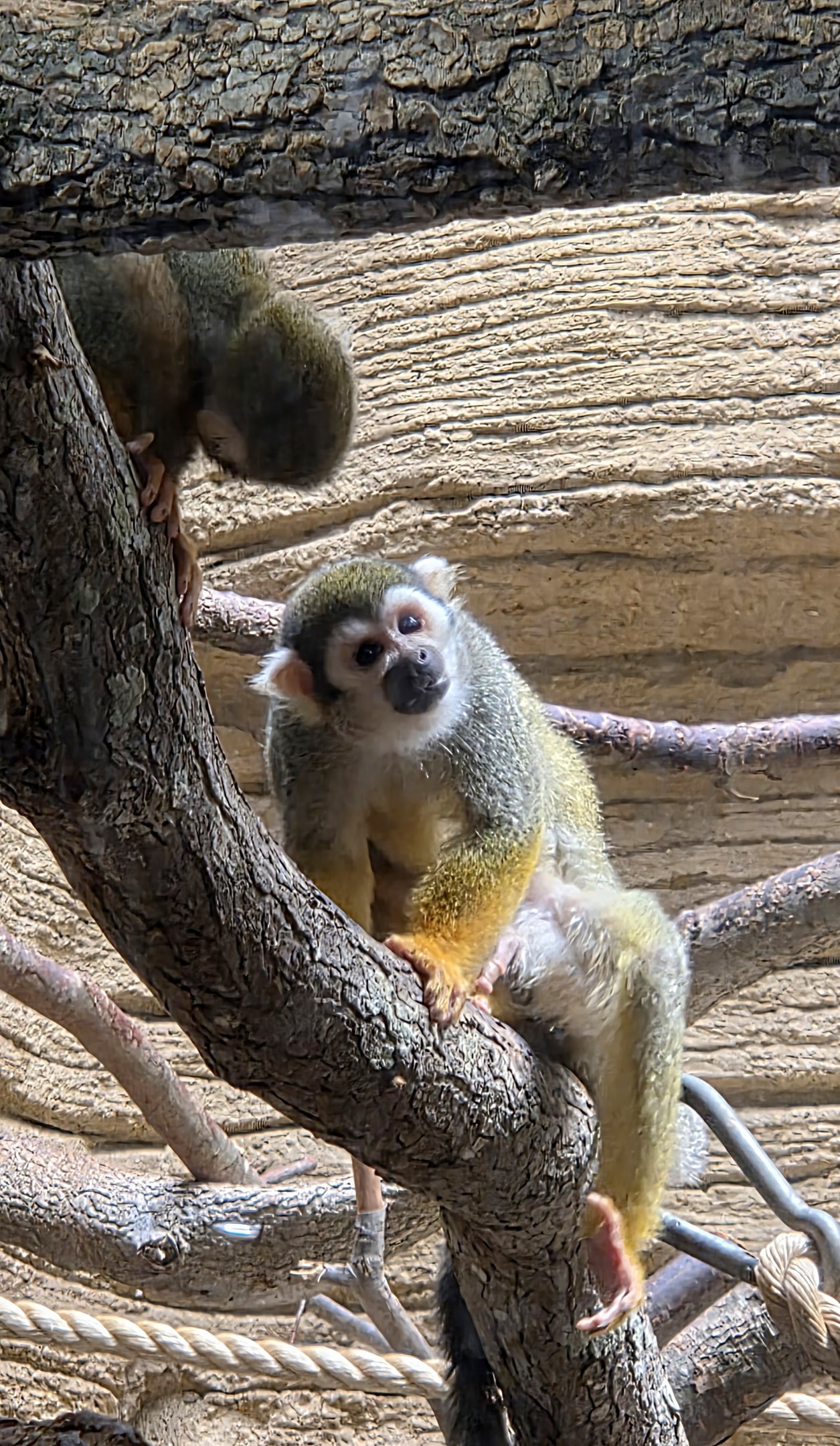 Common Squirrel Monkey-Riverbanks Zoo