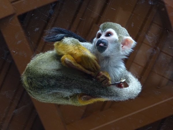 Common squirrel monkey (Saimiri sciureus) (04/22)