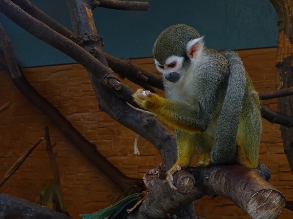 Common squirrel monkey (Saimiri sciureus) (07/22)
