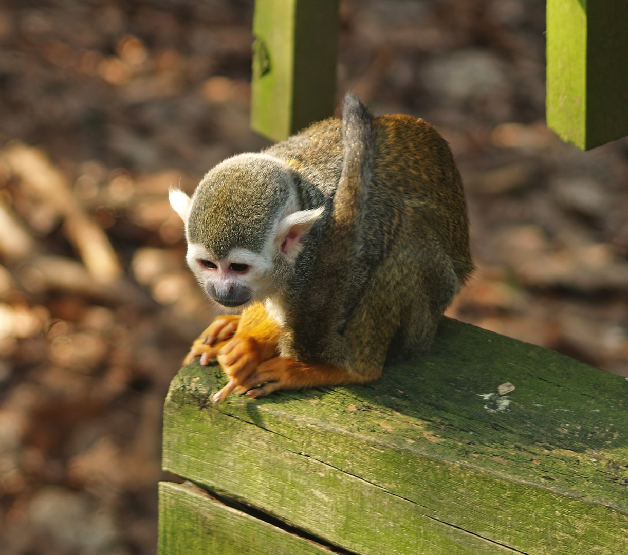 Common squirrel monkey (Saimiri sciureus), 2010-04-18