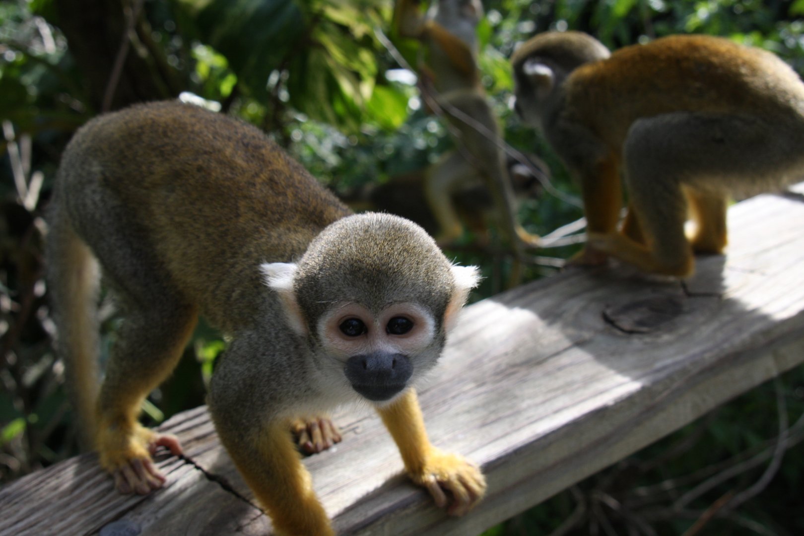 common squirrel monkey (Saimiri sciureus) 2010