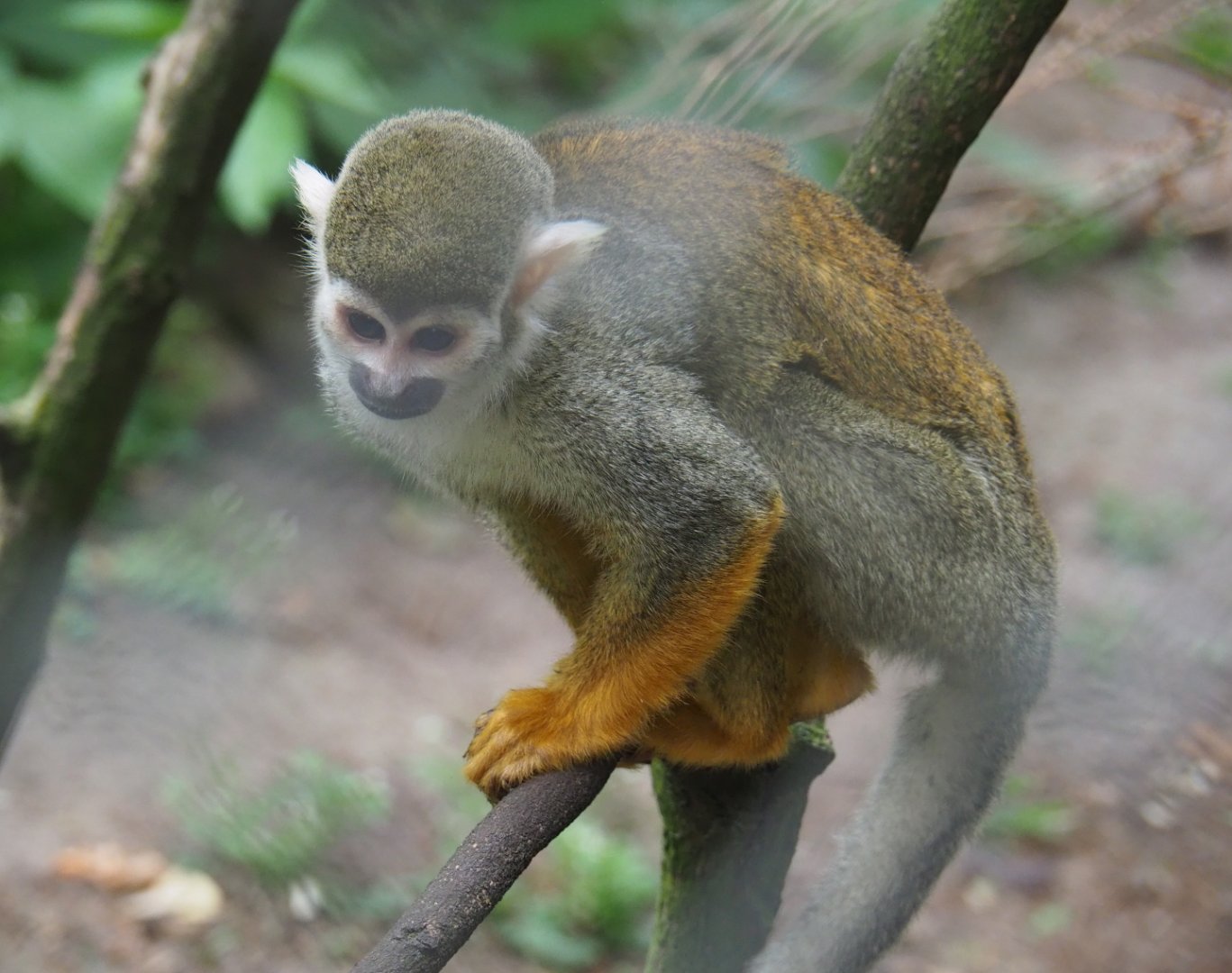 Common squirrel monkey (Saimiri sciureus), 2019-05-25
