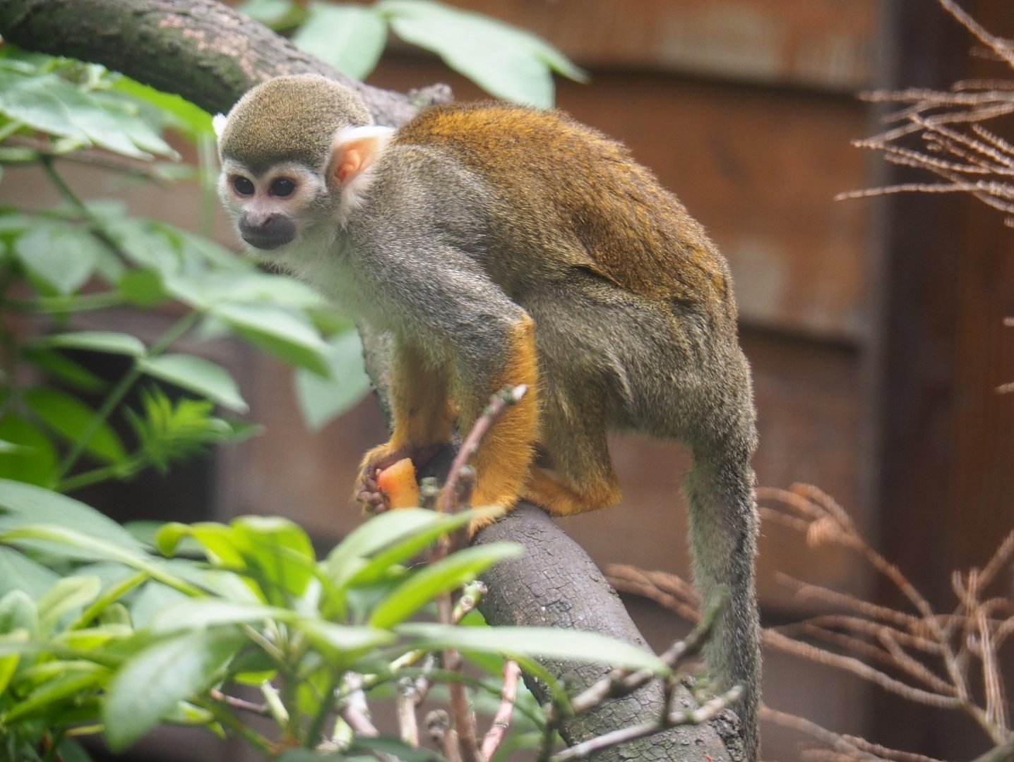 Common squirrel monkey (Saimiri sciureus), 2019-05-25