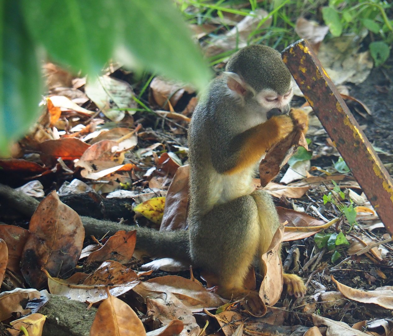 Common squirrel monkey (Saimiri sciureus), 2019