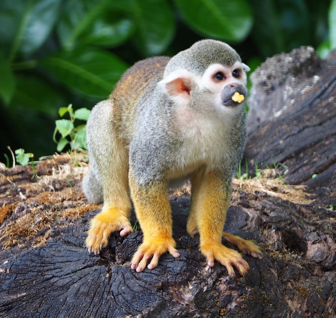 Common squirrel monkey (Saimiri sciureus), 2020-06-20