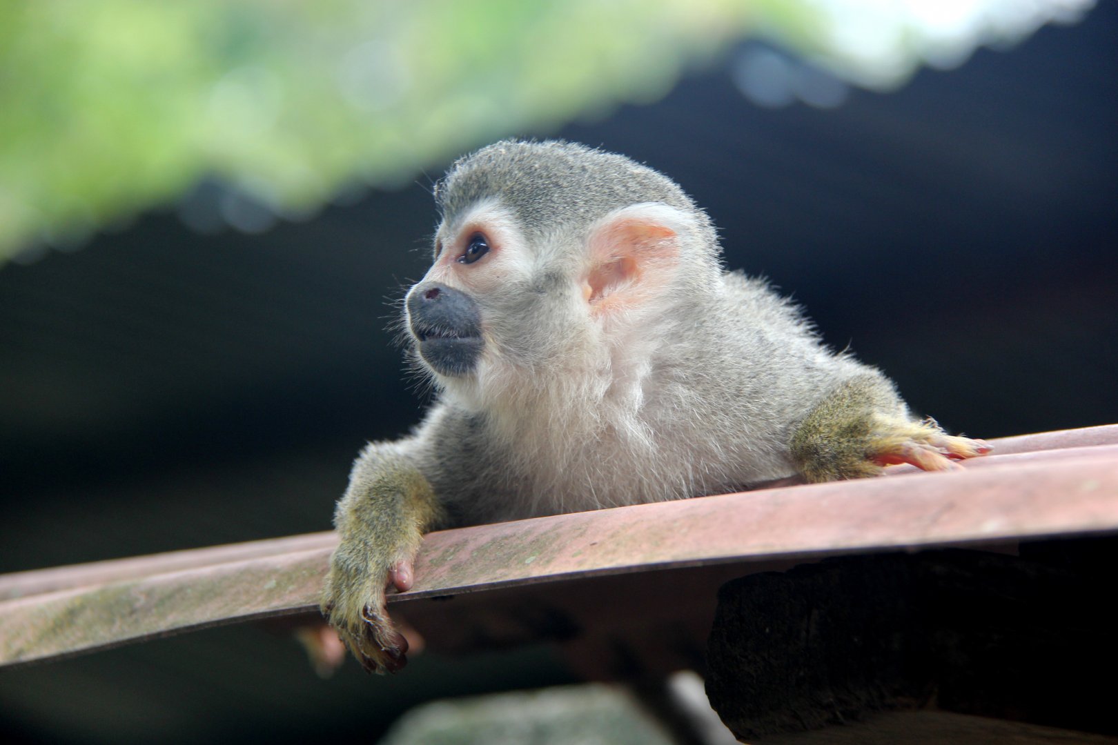 Common squirrel monkey Saimiri sciureus albigena)