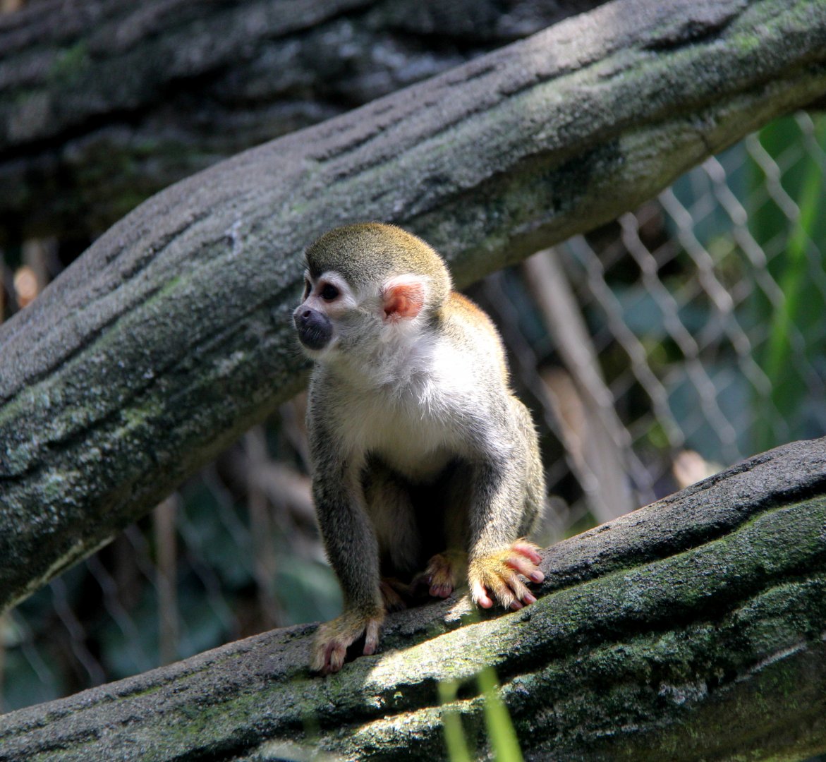 Common squirrel monkey (Saimiri sciureus albigena)