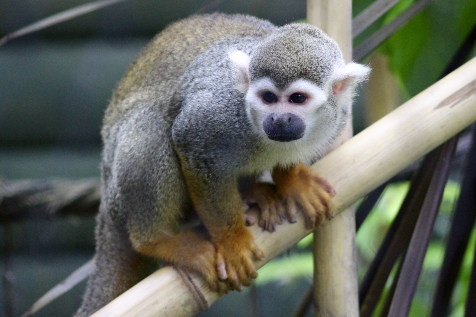 Common squirrel monkey (Saimiri sciureus) at Tayto Park - 10/08/2021