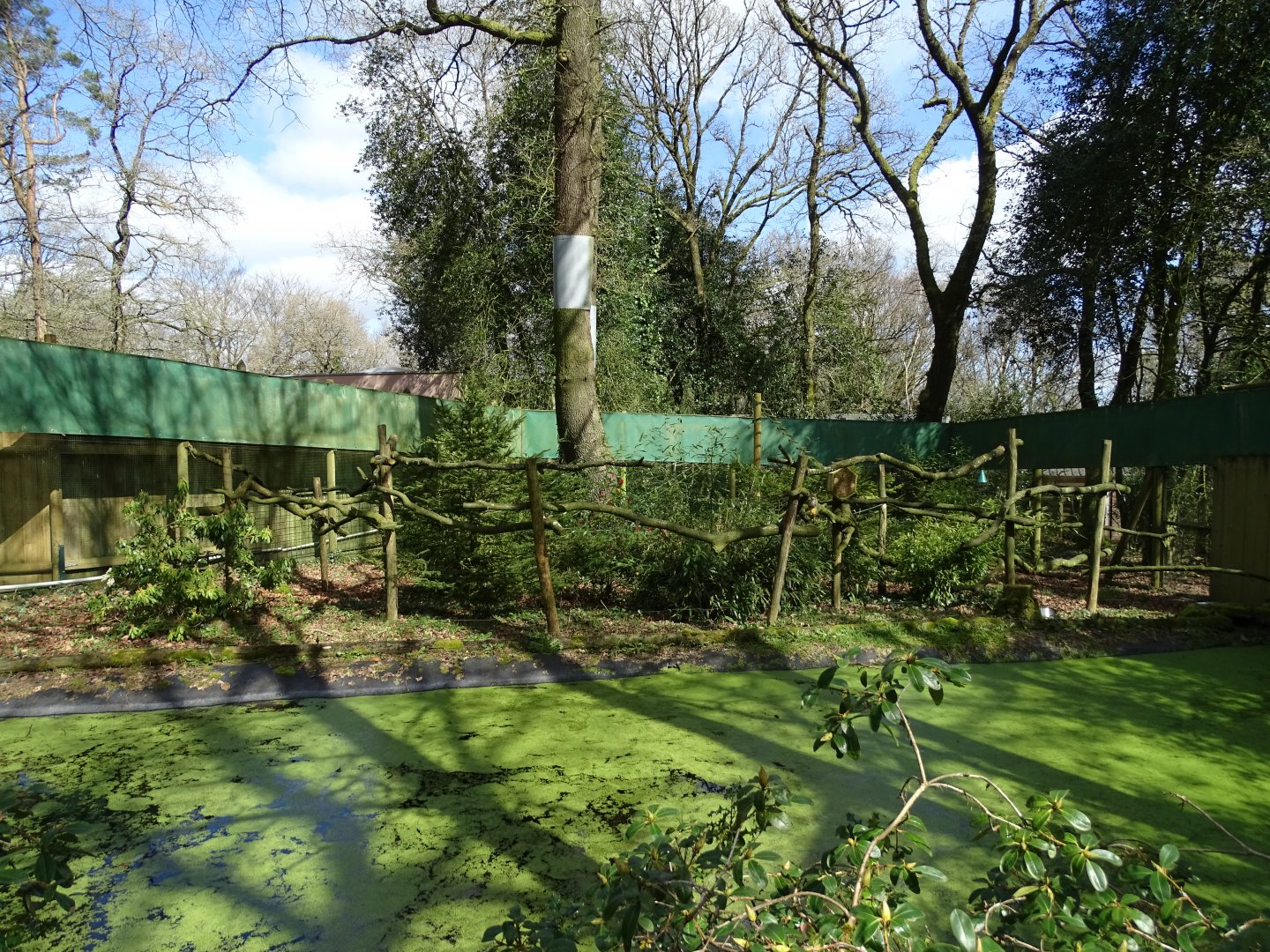 Common squirrel monkey (Saimiri sciureus) exhibit