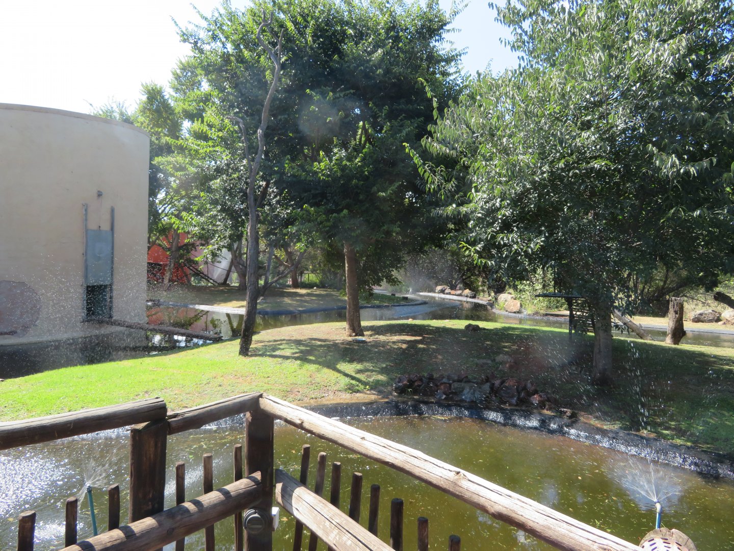 Common Squirrel Monkey (Saimiri sciureus) Outdoor viewing