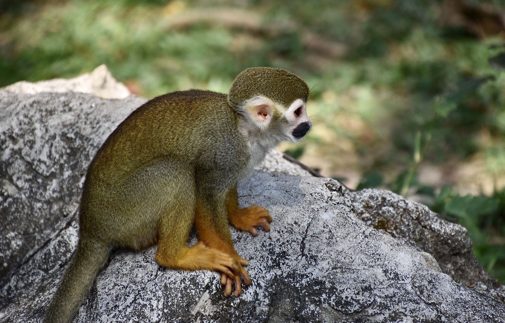 Common Squirrel Monkey (Saimiri sciureus sensu lato)