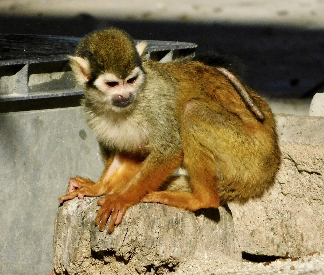Common Squirrel Monkey (Saimiri sciureus) - Tobu Zoo November 15, 2025