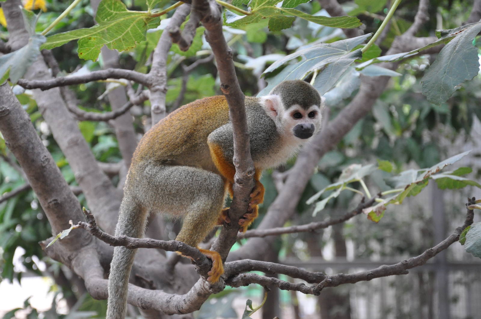 Common squirrel monkey / Saimiri sciureus