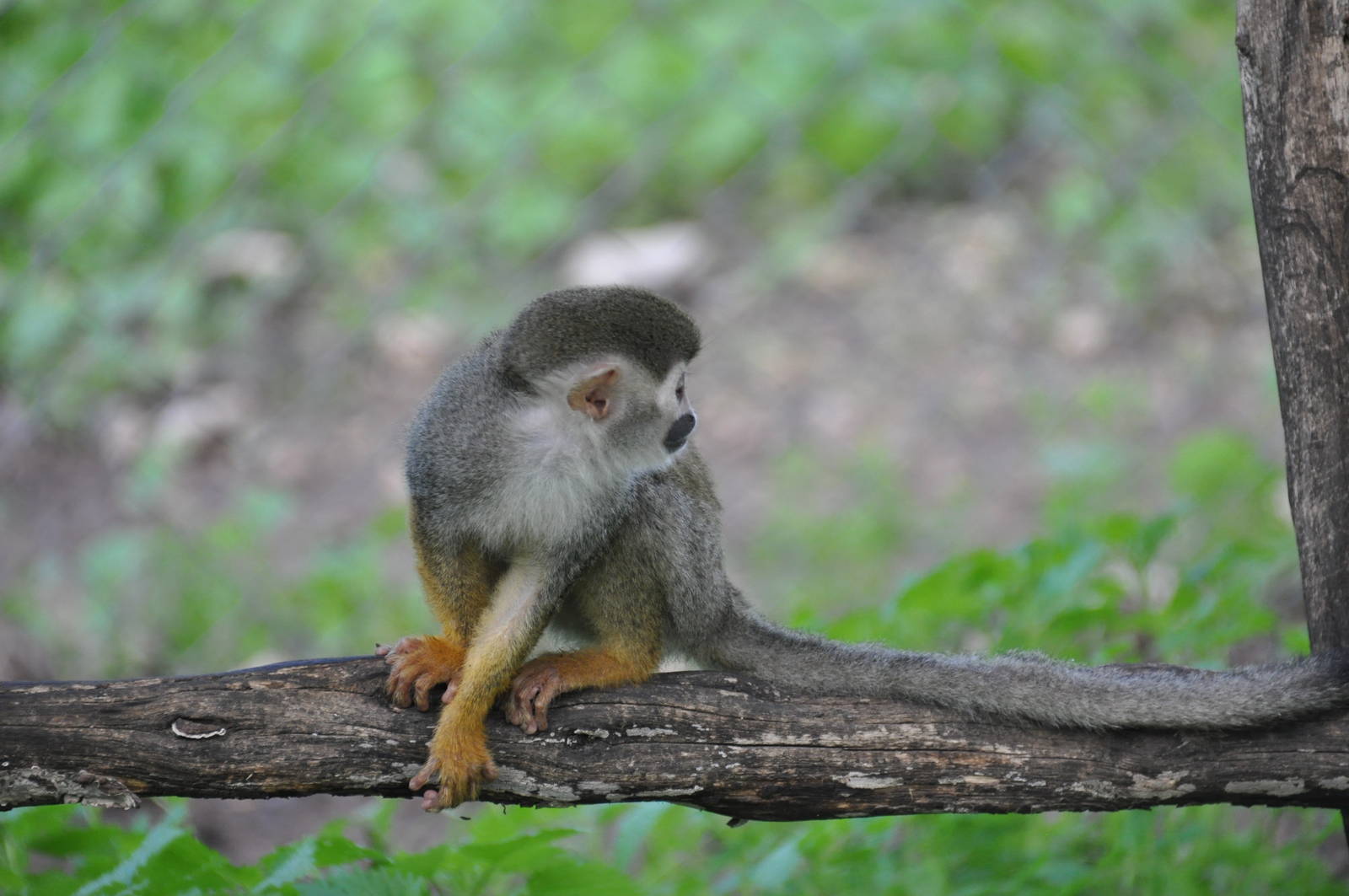 Common squirrel monkey/ Saimiri sciureus