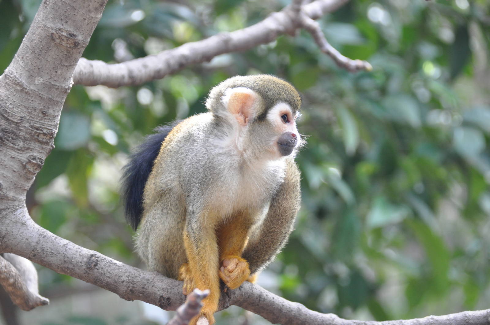 Common squirrel monkey/ Saimiri sciureus