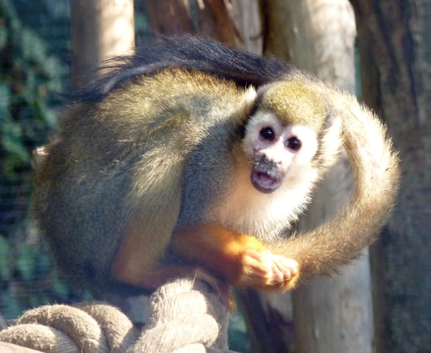 Common squirrel monkey (Saimiri sciureus)
