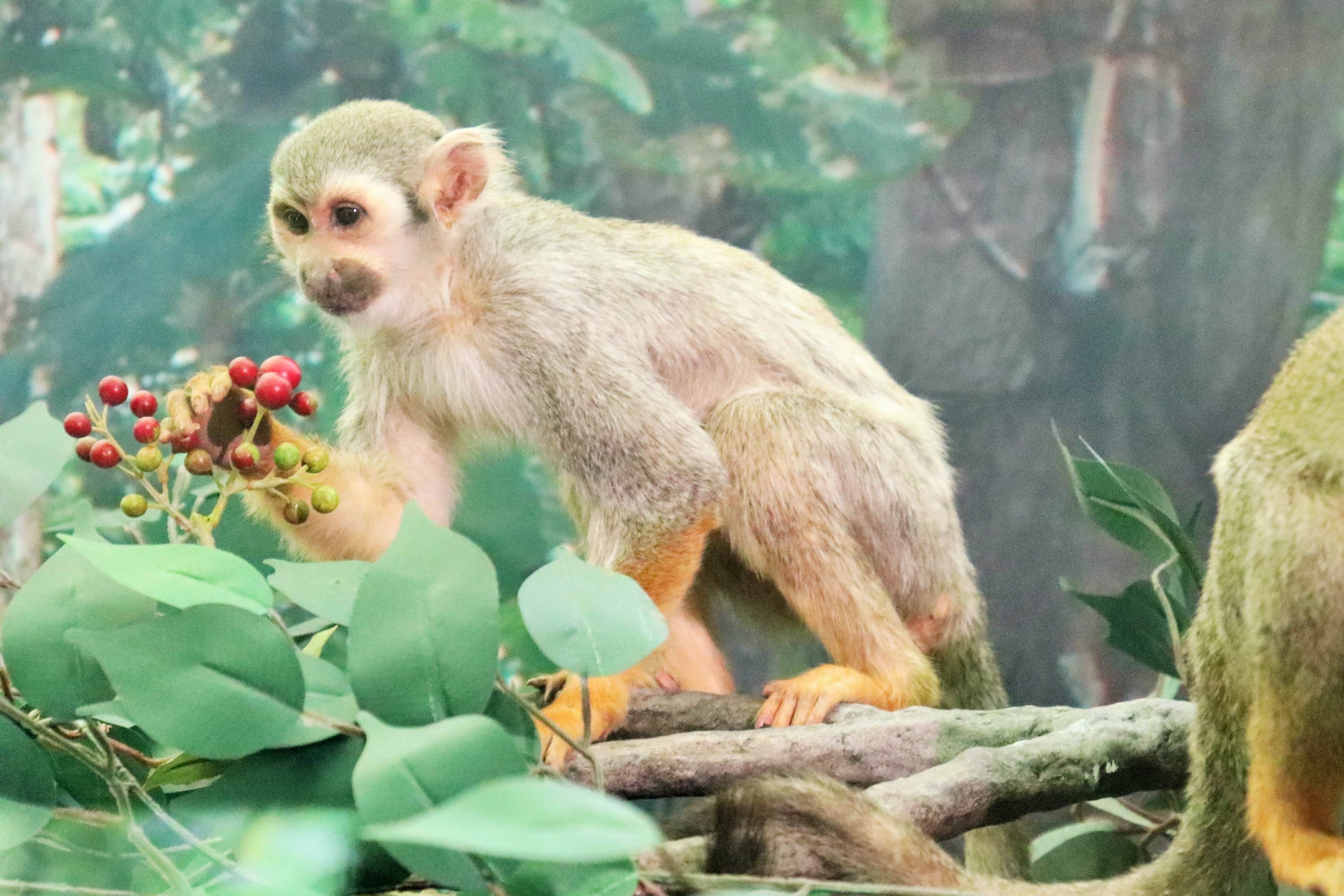 Common Squirrel Monkey (Saimiri sciureus)