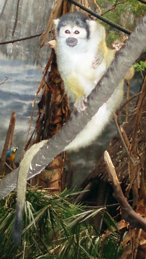 Common Squirrel Monkey (Saimiri sciureus)