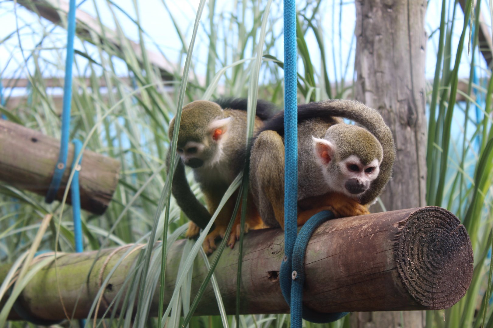 Common squirrel monkey (Saimiri sciureus)