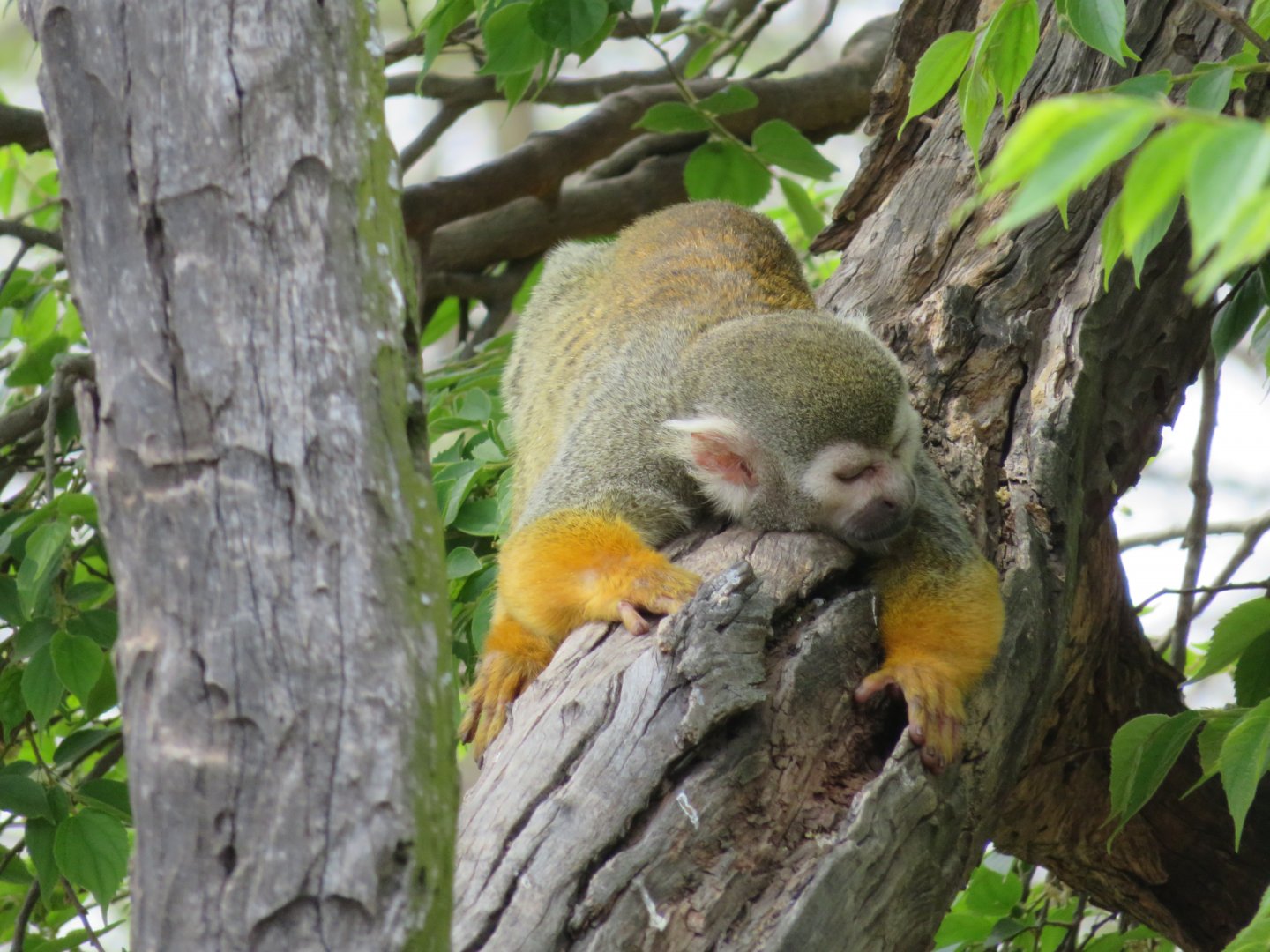 Common Squirrel Monkey (Saimiri sciureus)