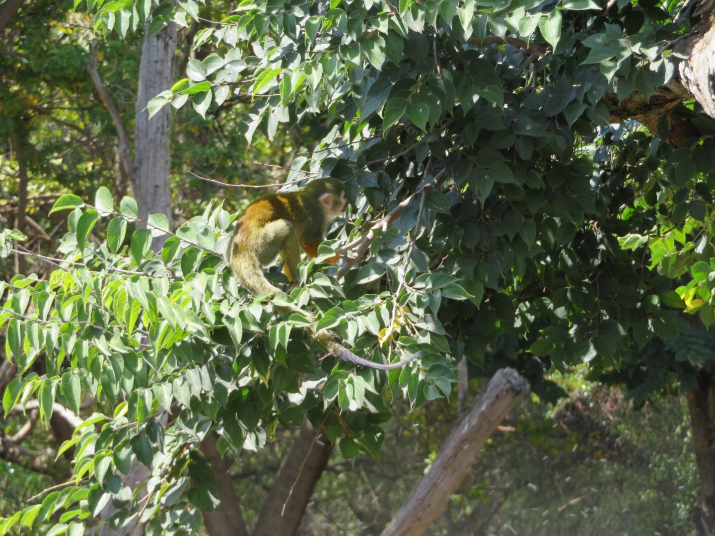 Common Squirrel Monkey (Saimiri sciureus)
