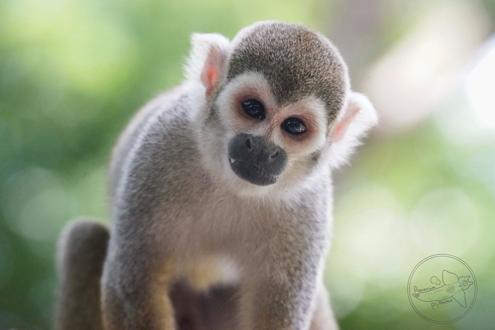 Common Squirrel Monkey (Saimiri sciureus)