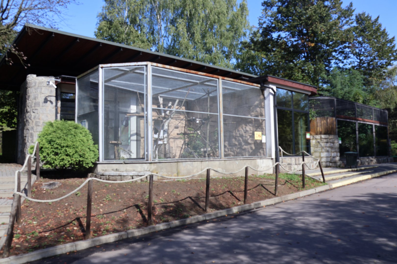 Common Squirrel Monkey (Saimiri sciureus)