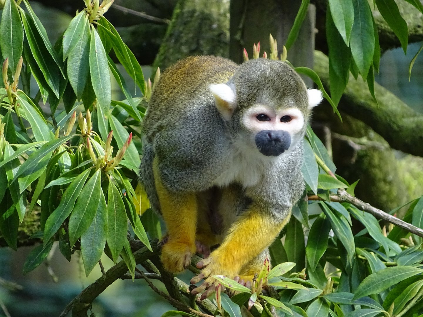 Common squirrel monkey (Saimiri sciureus)