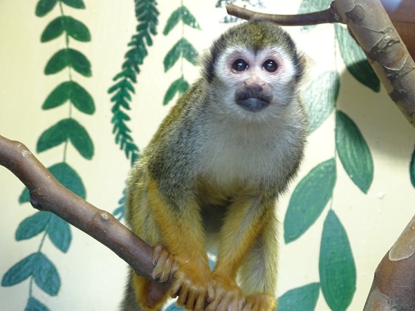 Common squirrel monkey (Saimiri sciureus)