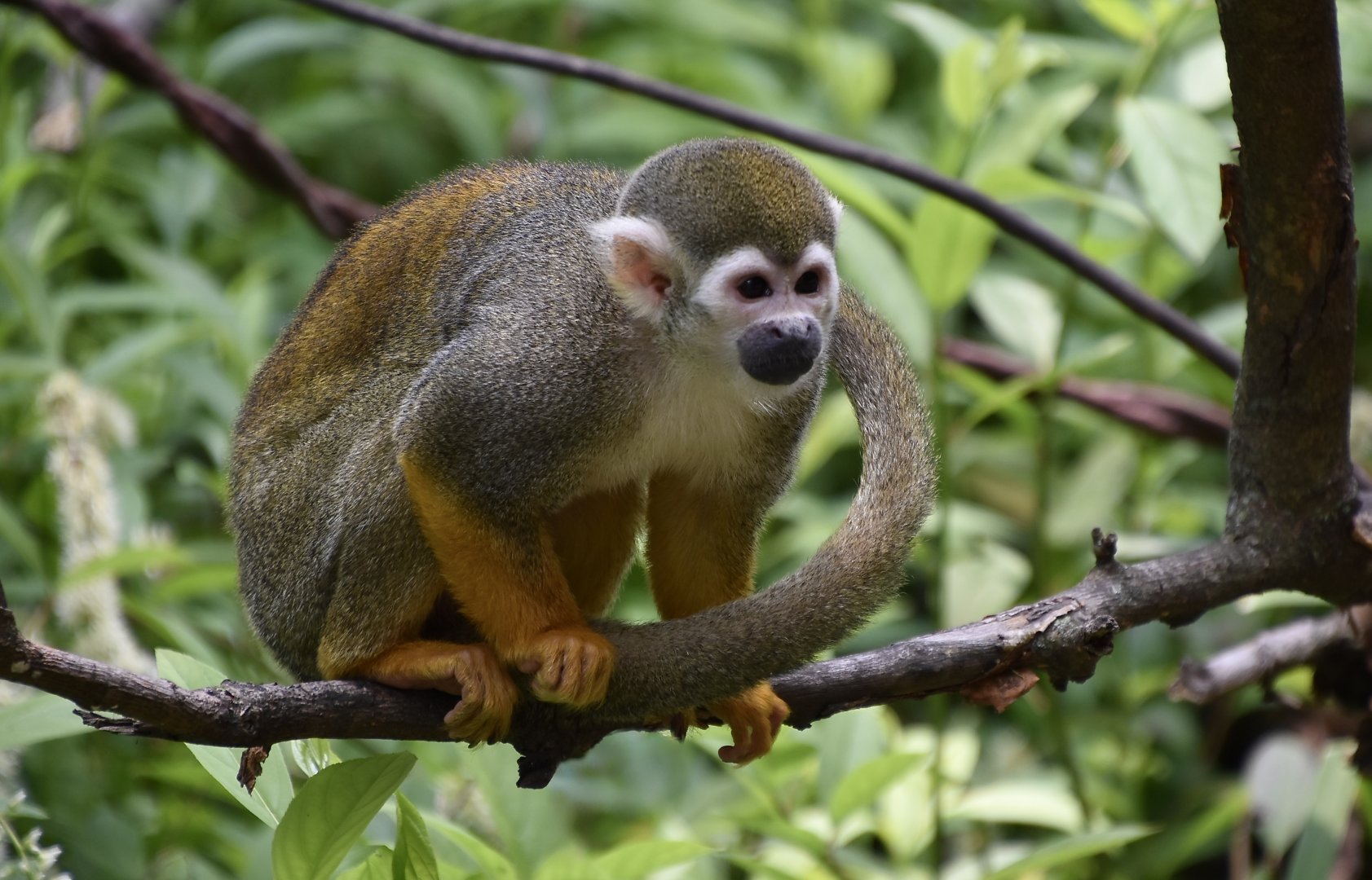 Common Squirrel Monkey (Saimiri sciureus)