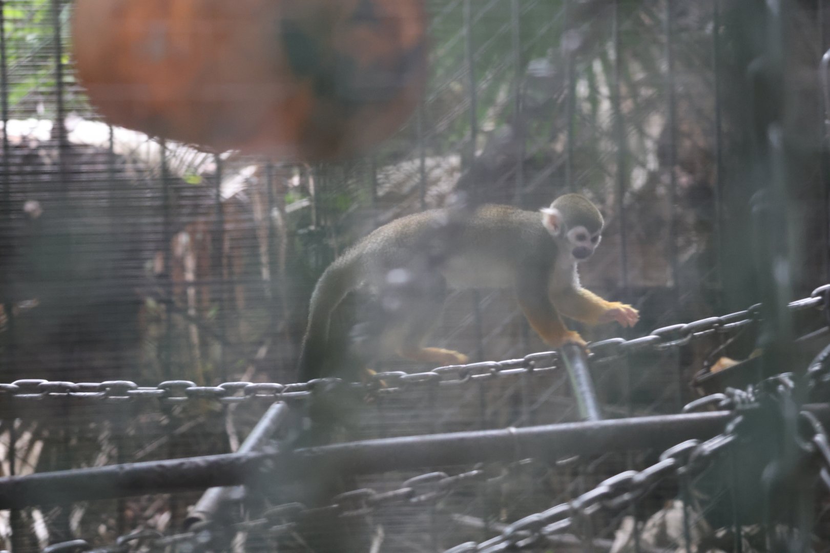 Common squirrel monkey (Saimiri sciureus)