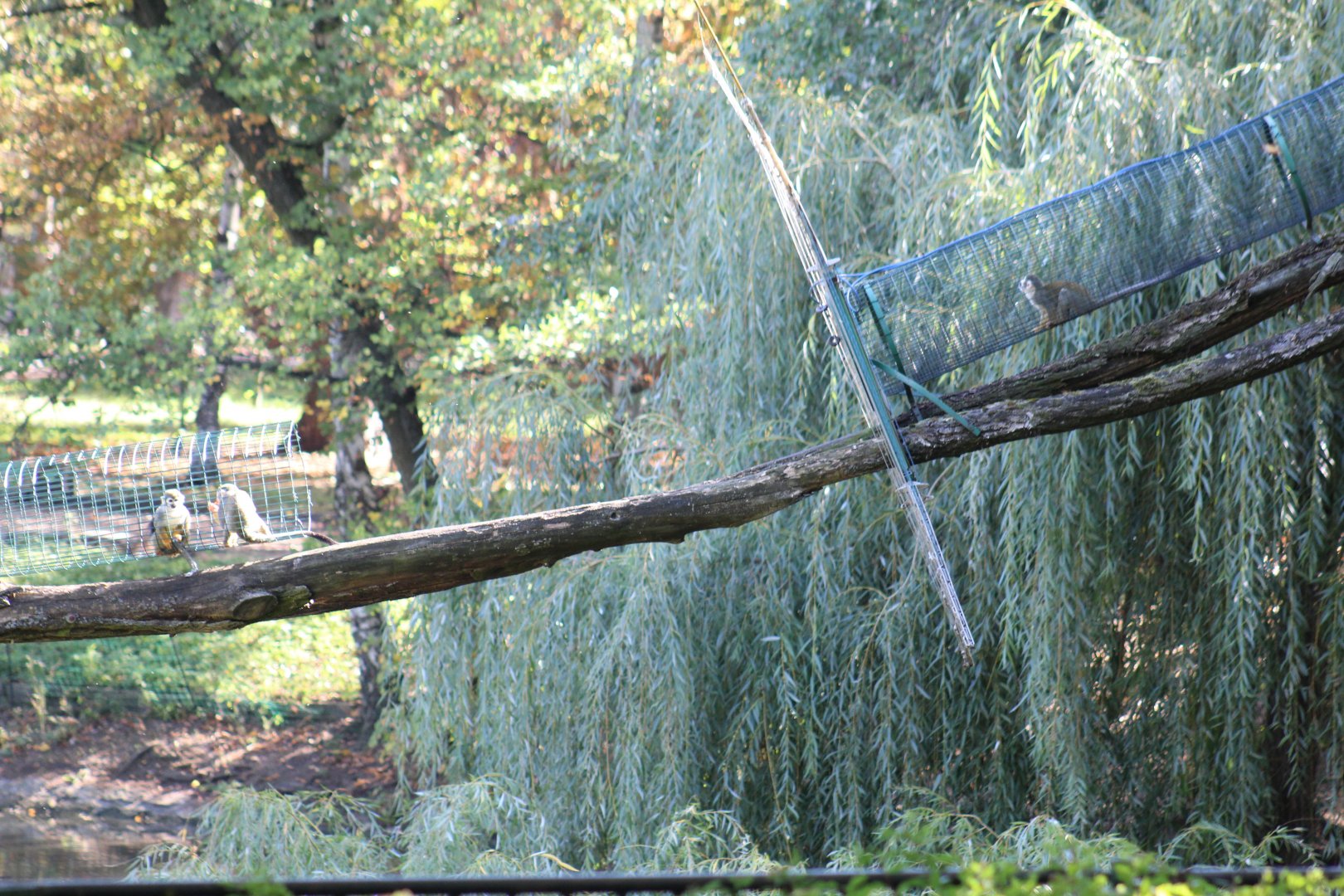 Common Squirrel Monkey Tunnel
