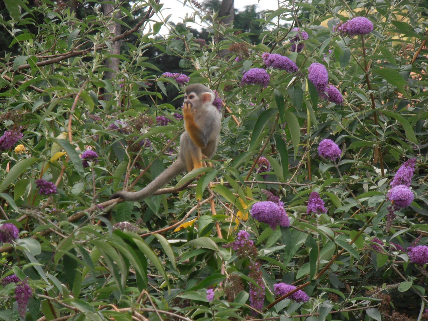 Common squirrel monkey-Zoo Bassin D'Arcachon (2012)