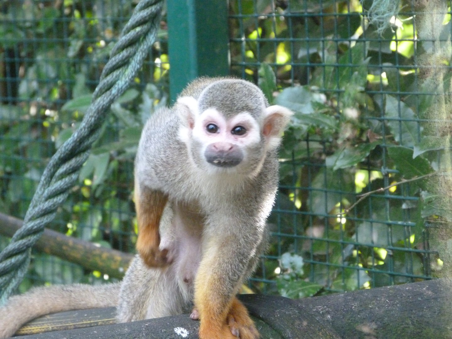 Common squirrel monkey -Zoo de Santillana del Mar (2024)
