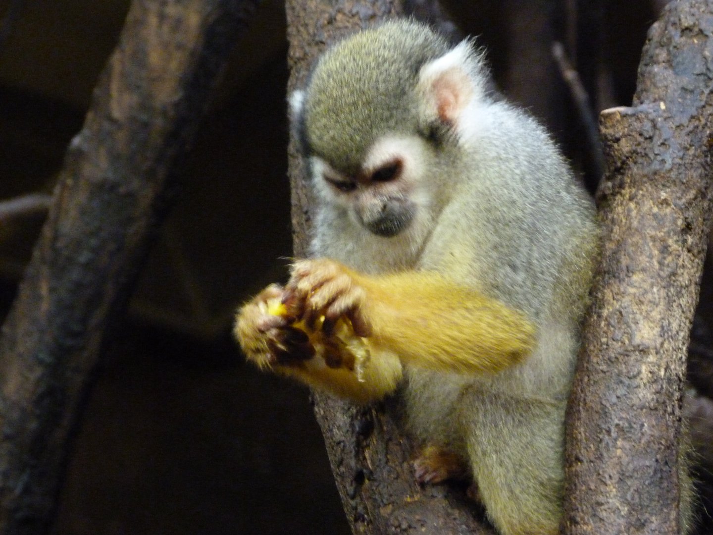 Common squirrel monkey -Zoo Praha (2025)