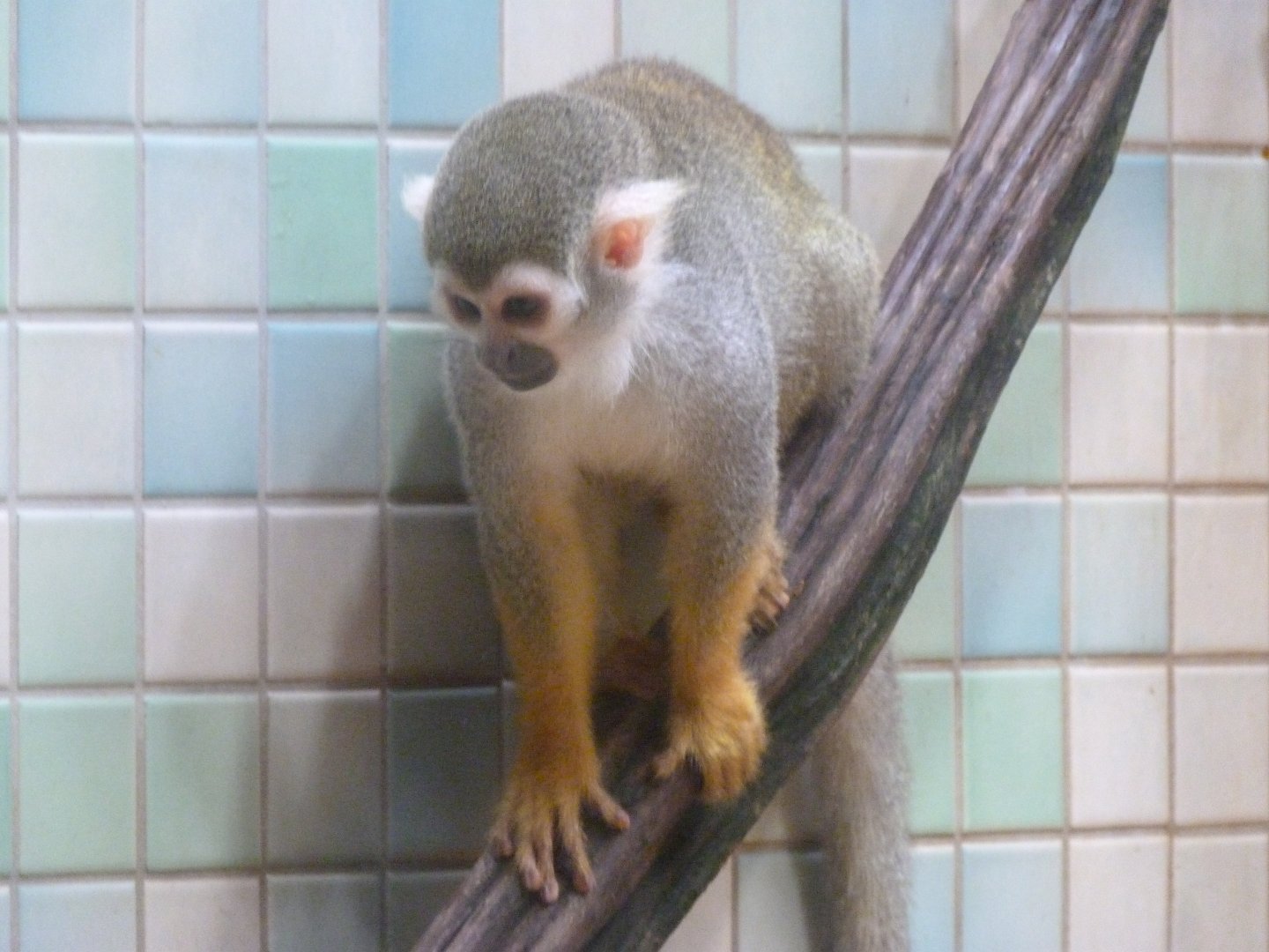 Common squirrel monkey -Zoologischer Garten Berlin (2024)
